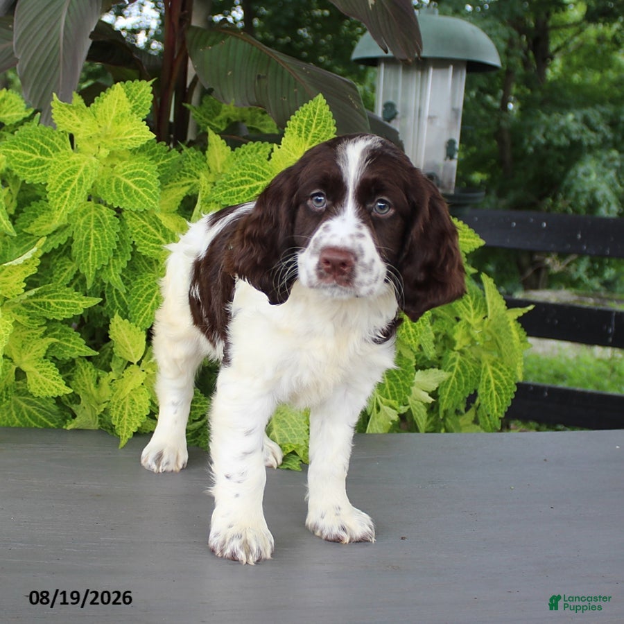 English Springer Spaniel dogs Max - Ad 1