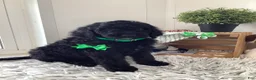 Goldendoodle dogs for sale: Macho-F1bb-Goldendoodle 2 - Ad 6