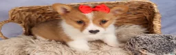 Welsh Corgi Pembroke dogs for sale:  Brusier 🐶 - Ad 6