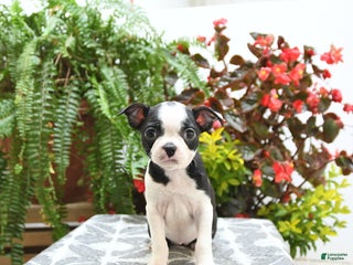Boston Terrier dogs - Ad 27