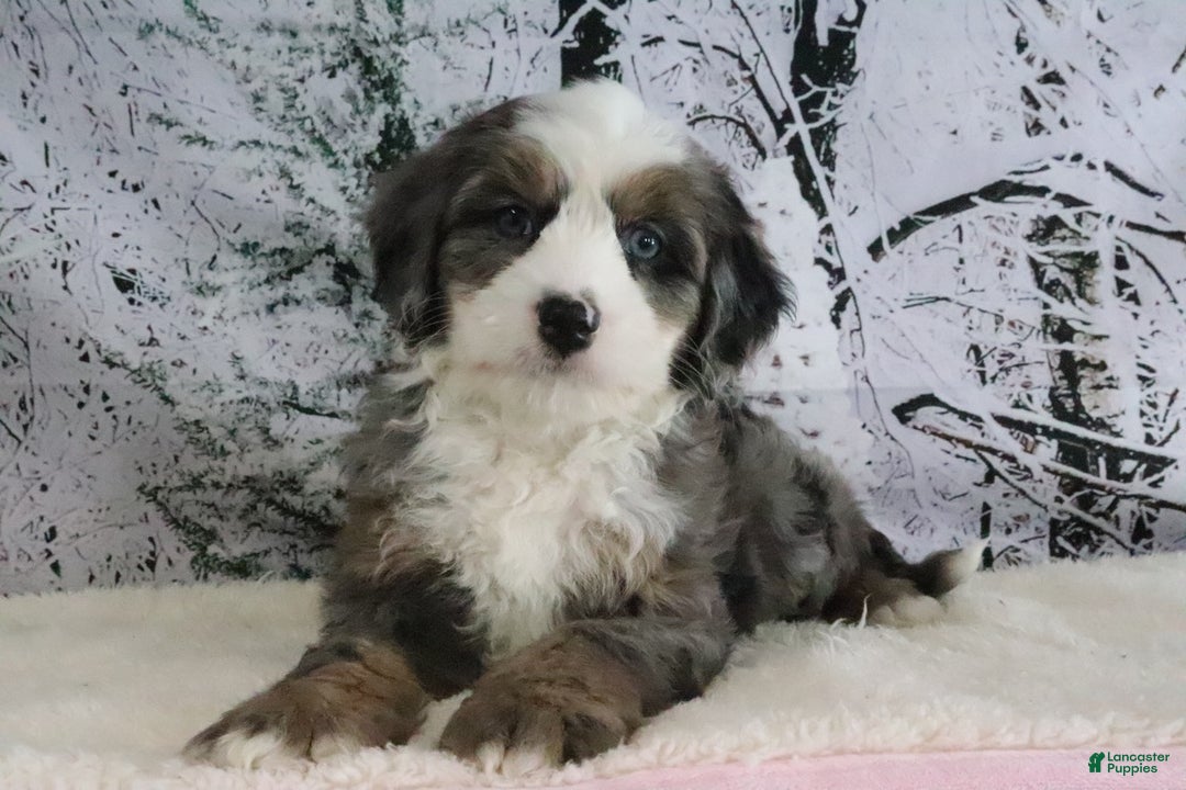 Mini Bernedoodle dogs for sale: Rudolph - Ad 3