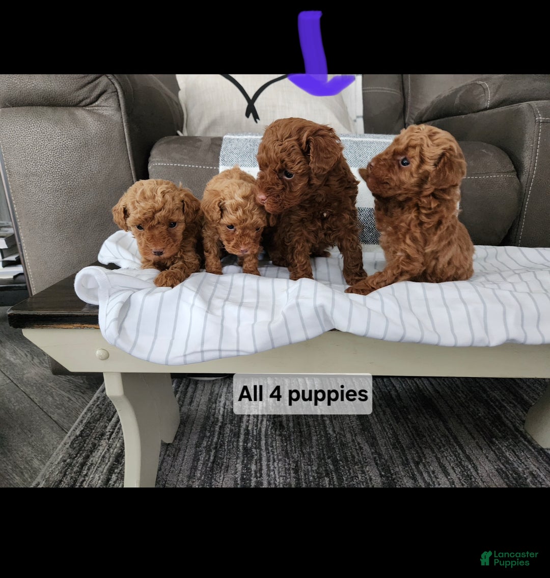 Toy Poodle dogs for sale: Cody -AKC GENETICALLY TESTED TOY POODLE - Ad 3