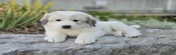 Great Pyrenees dogs for sale: Molly - Ad 4