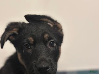 German Shepherd dogs Gabby - Ad 1