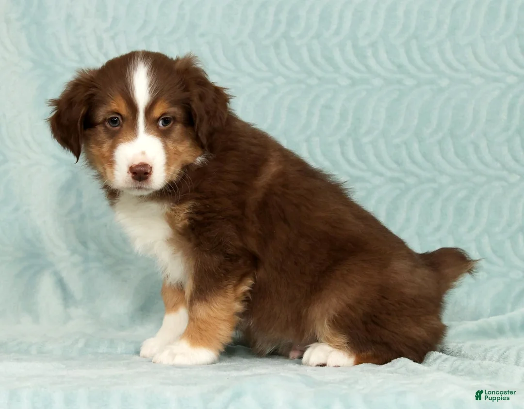 Australian Shepherd dogs for sale: Ronnie - Ad 3
