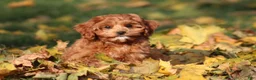 Cavapoo dogs for sale: Bently - Ad 5