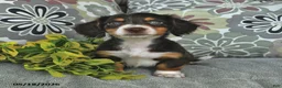 Miniature Dachshund dogs for sale: Mikey - Ad 1
