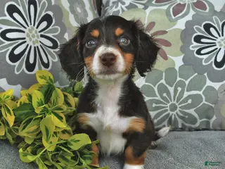 Miniature Dachshund dogs for sale: Mikey - Ad 1