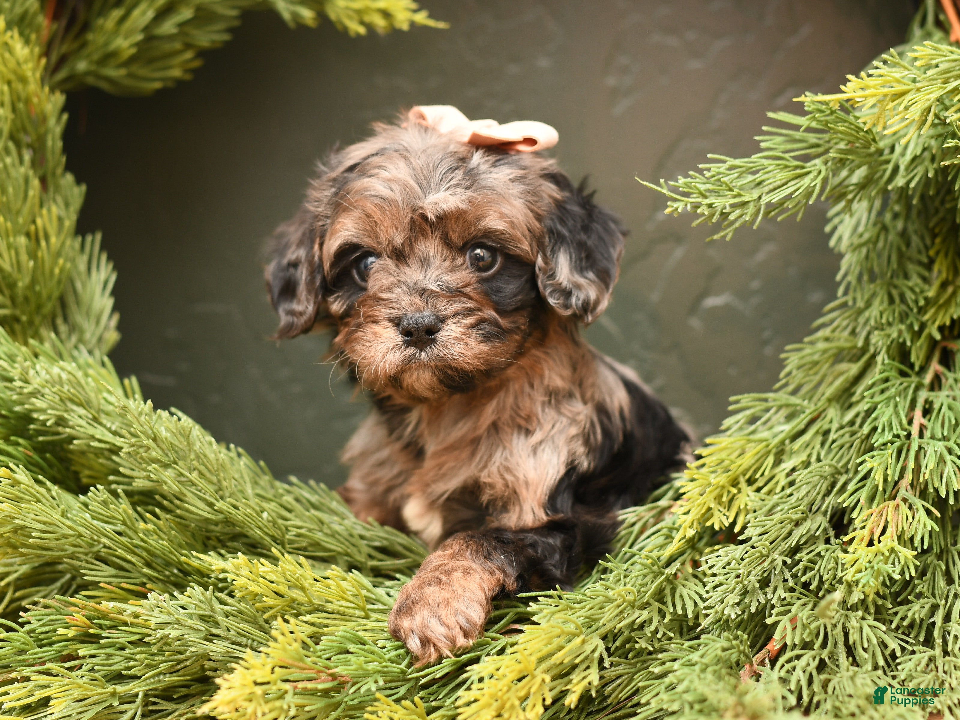 Cavapoo dogs Dixie - Ad 24
