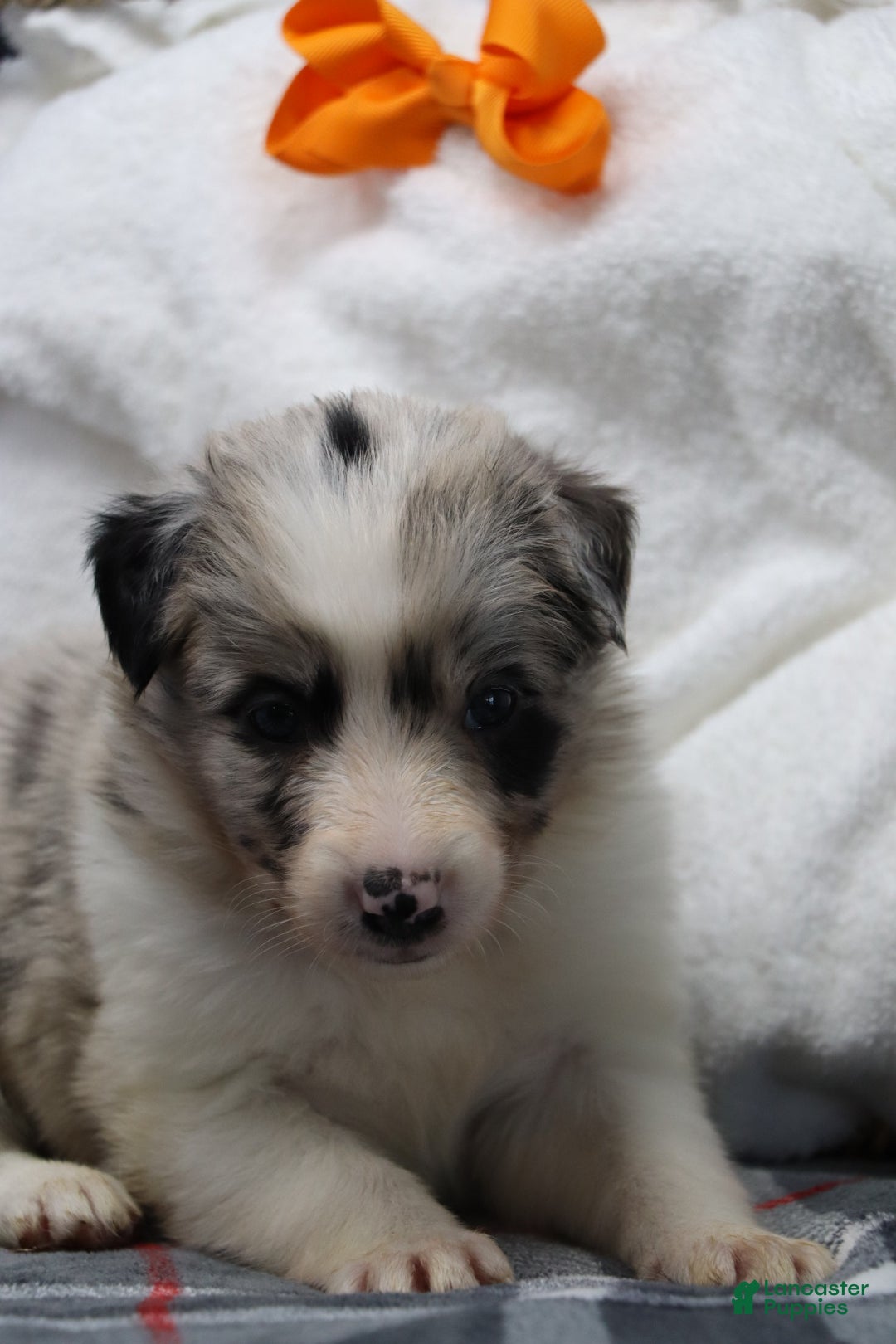 Border Collie dogs for sale:  molly - Ad 3