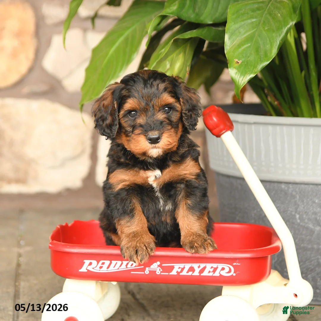 Double Doodle dogs for sale: Snickers - Ad 2