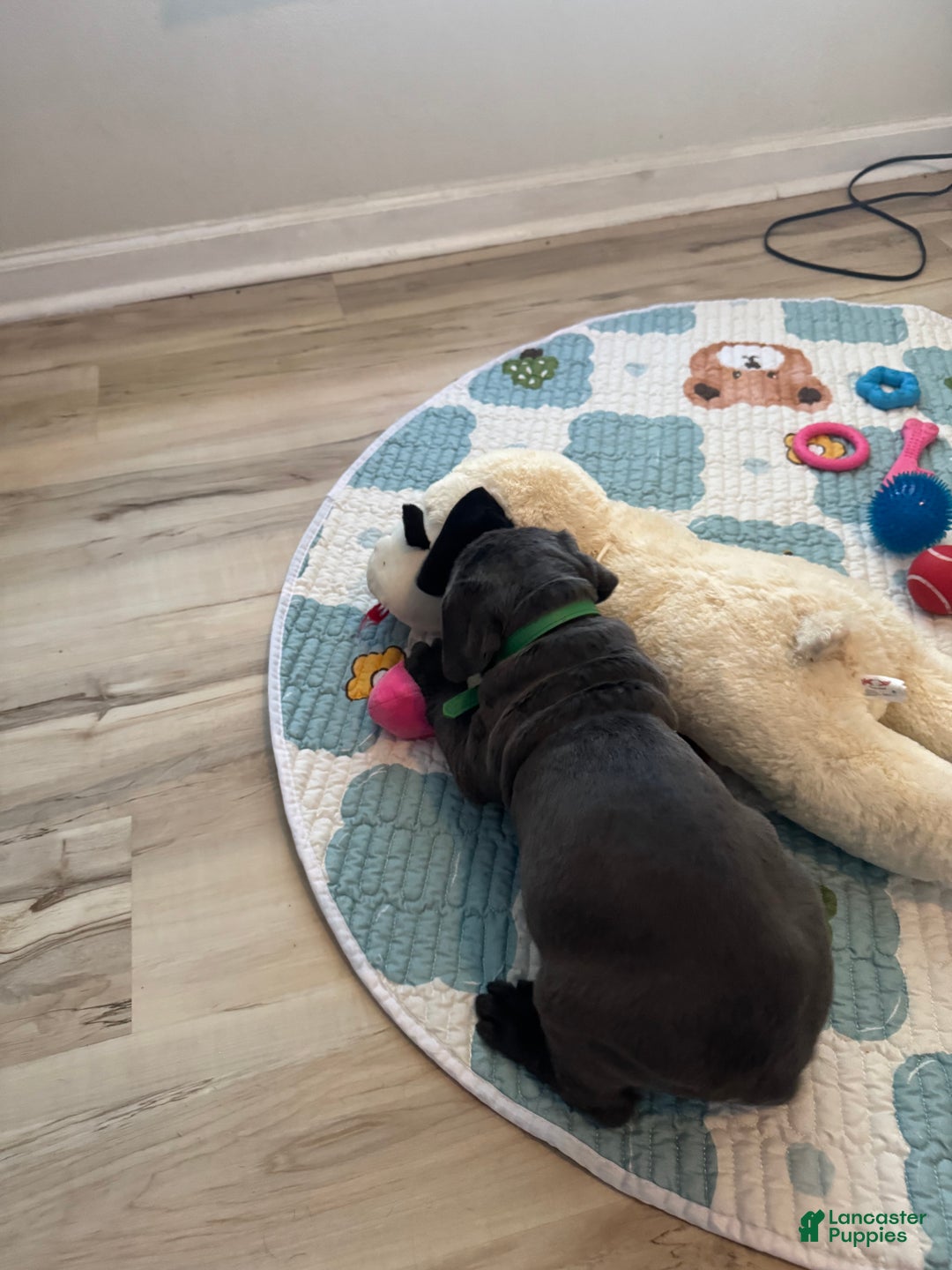 Cane Corso dogs for sale: Toki - Ad 3