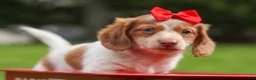 Miniature Dachshund dogs for sale: OSCAR - Ad 13