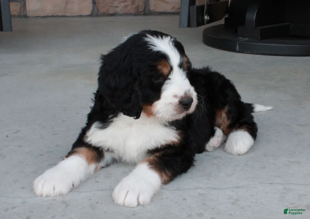 Bernedoodle dogs for sale: Sarge - Ad 2