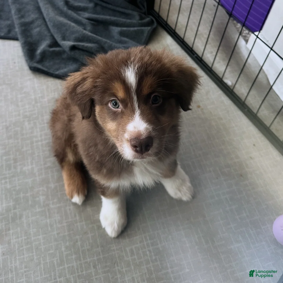 Australian Shepherd dogs for sale: Alchemy Olive - Ad 3