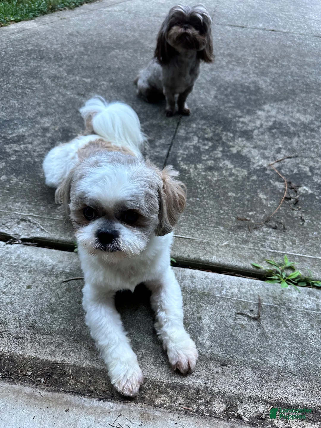 Shih Tzu dogs for sale: Blackie - Ad 3