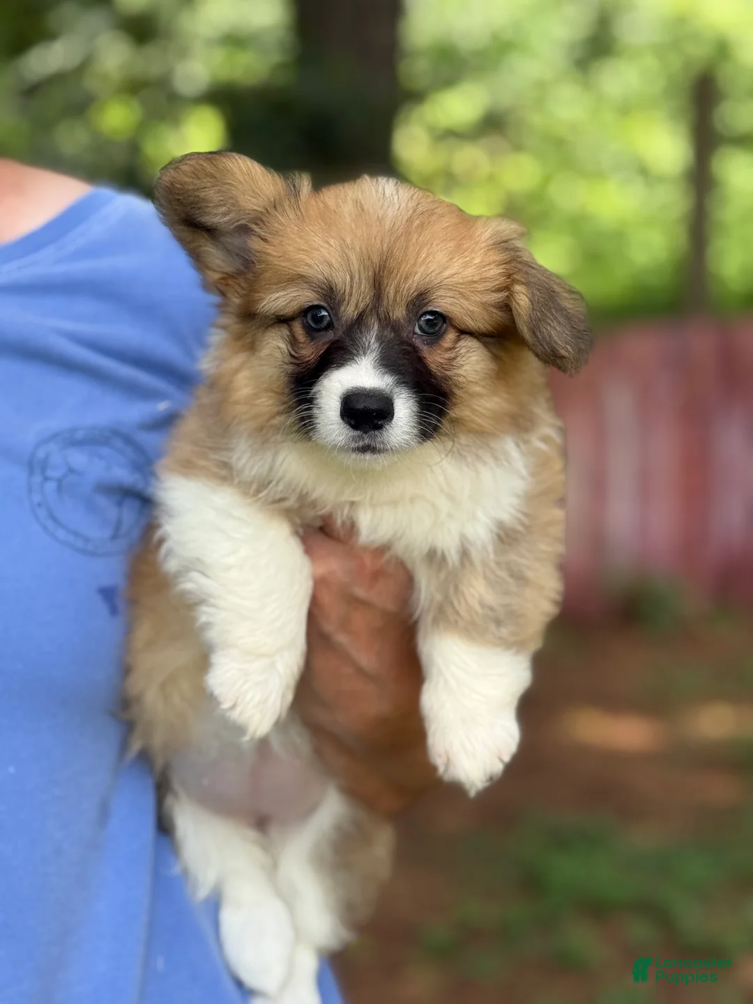 Welsh Corgi Pembroke dogs for sale: Fluffy Girl - Ad 1