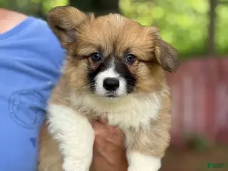 Welsh Corgi Pembroke dogs Fluffy Girl - Ad 6