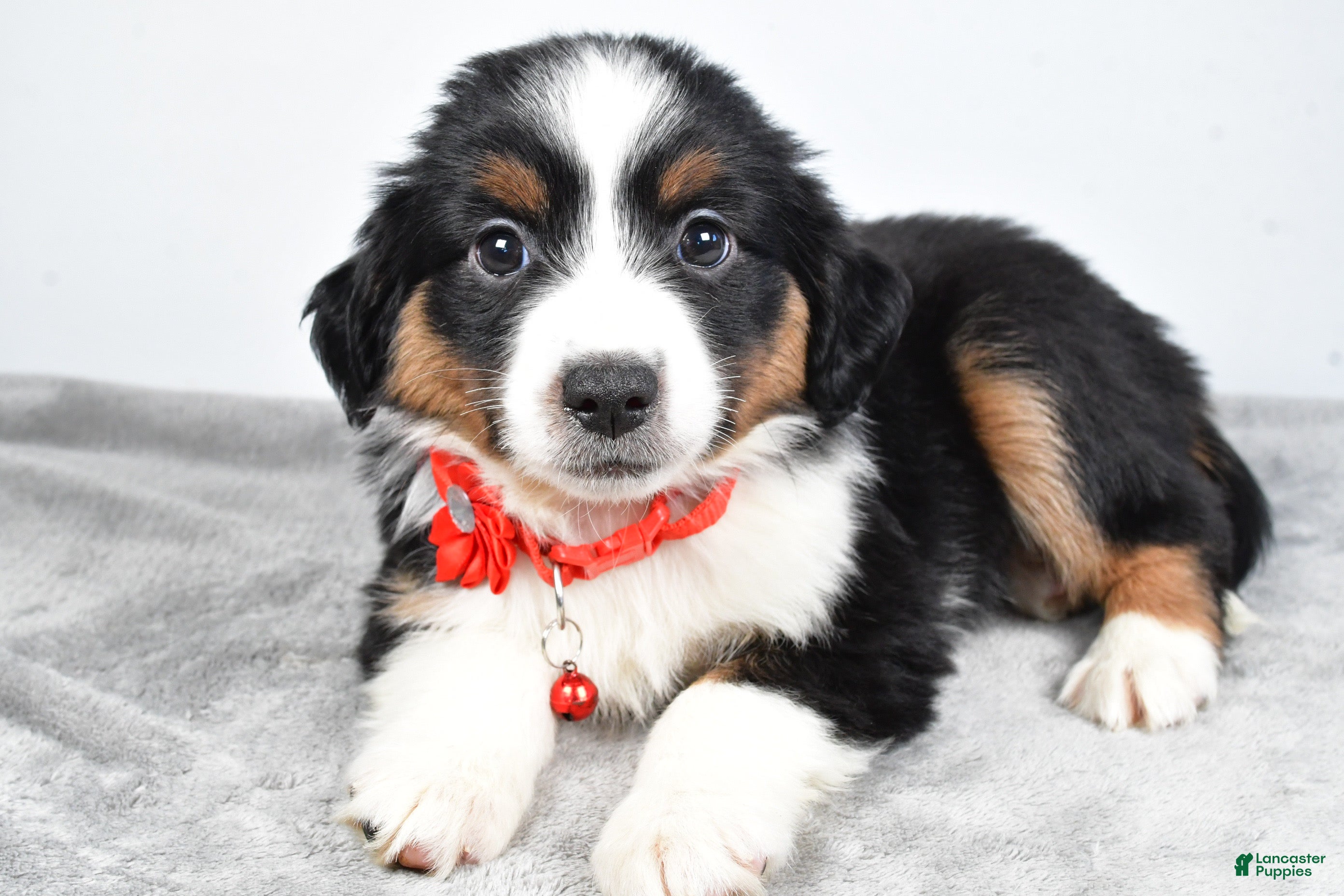Miniature Australian Shepherd dogs Oakley - Ad 2
