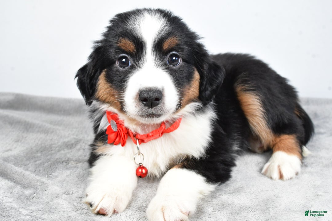 Miniature Australian Shepherd dogs for sale: Oakley - Ad 2