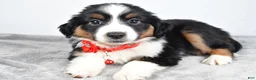 Miniature Australian Shepherd dogs for sale: Oakley - Ad 2