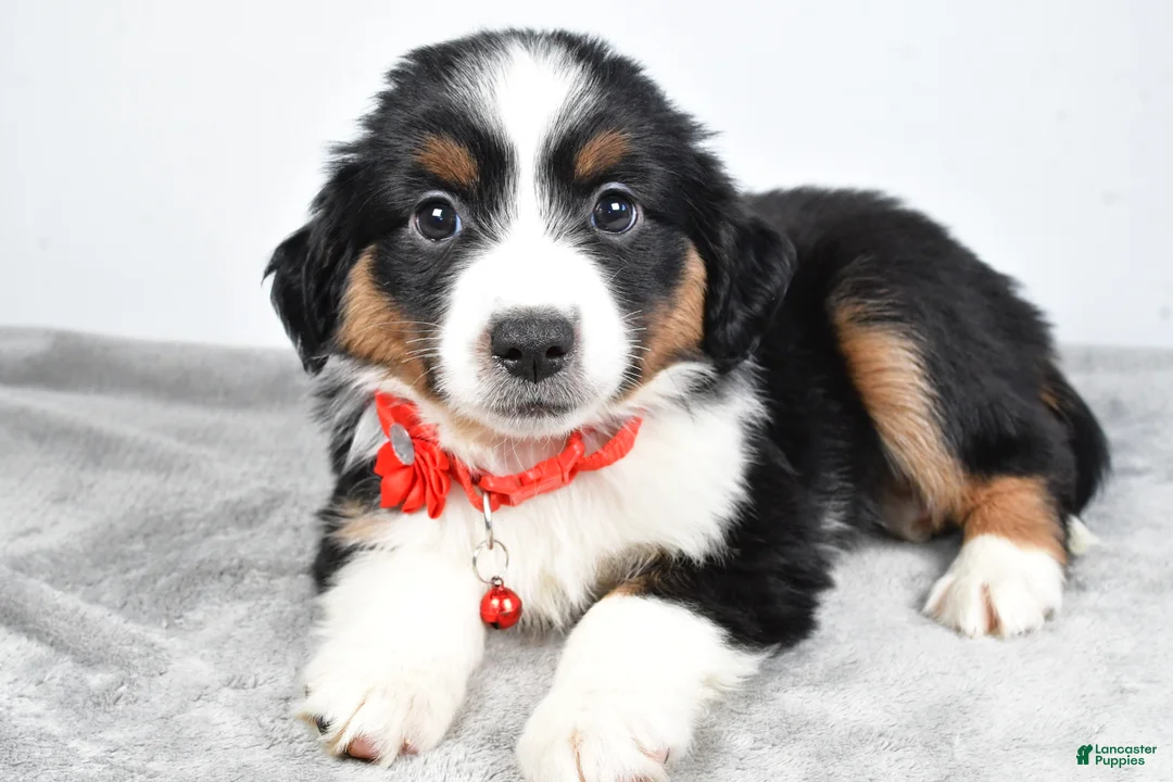 Miniature Australian Shepherd dogs for sale: Oakley - Ad 2