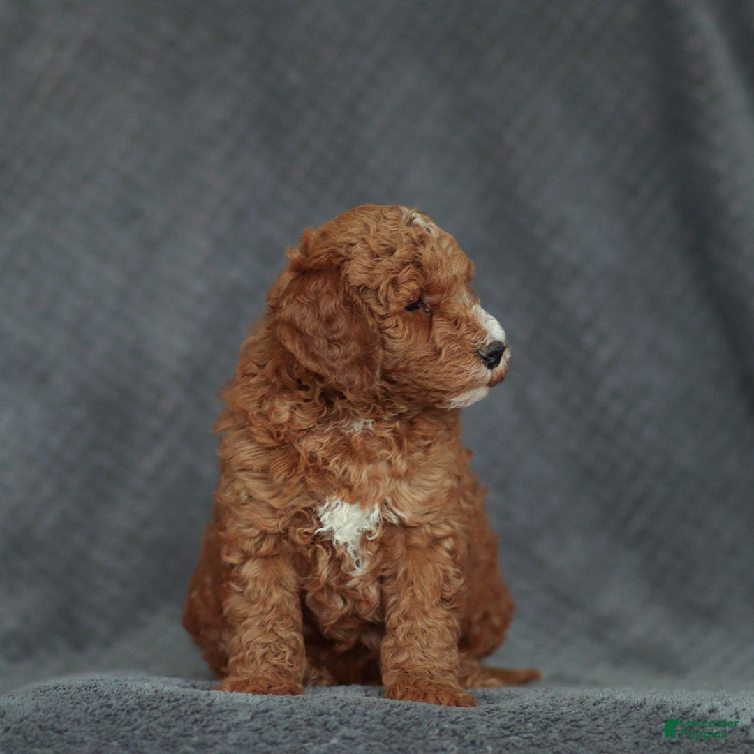 Mixed Breed dogs for sale: Randy - Ad 4