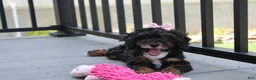 Miniature Poodle dogs for sale: Athena  - Ad 8
