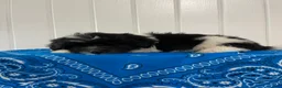 Maltipoo dogs for sale: Bingo - Ad 3