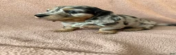 Miniature Dachshund dogs for sale: Oreo - Ad 3