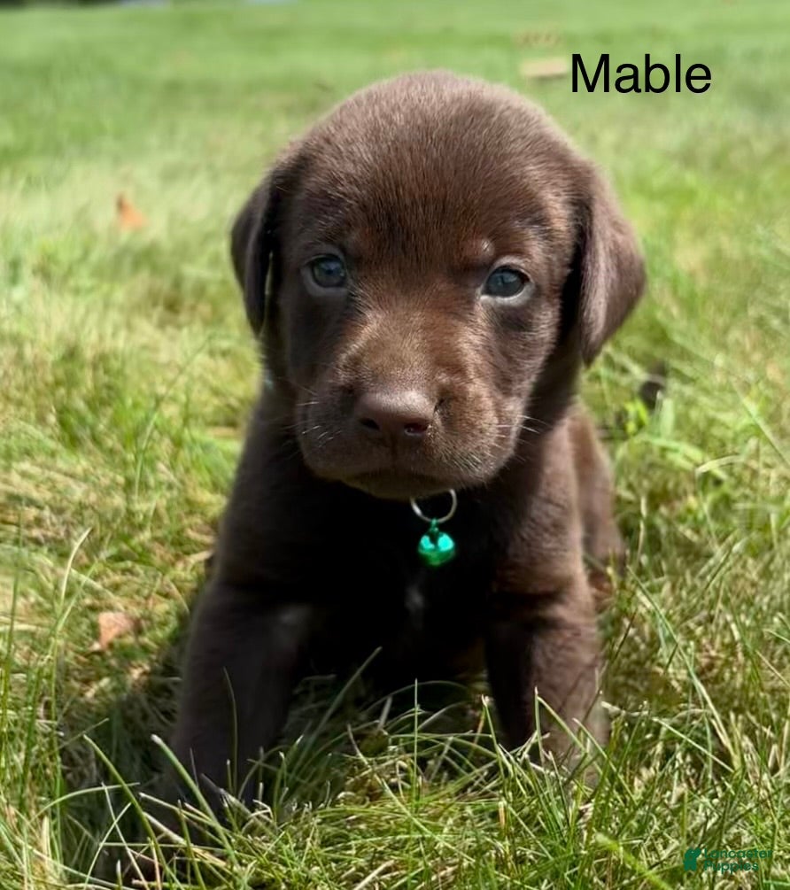 Labrador Retriever dogs Mable - Ad 1