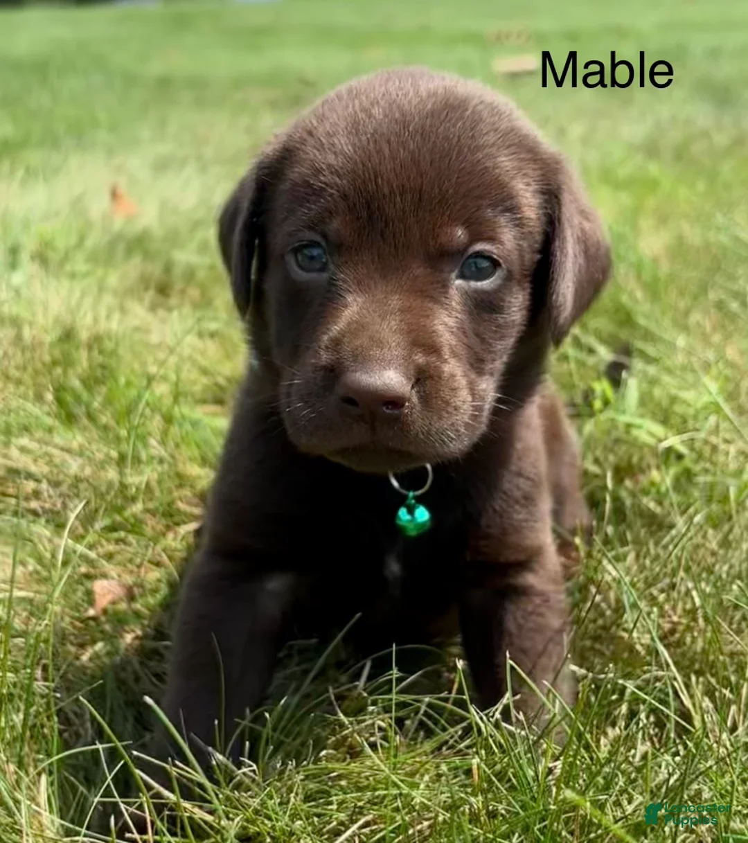 Labrador Retriever dogs for sale: Mable - Ad 1