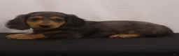 Dachshund dogs for sale: Ike - Ad 14