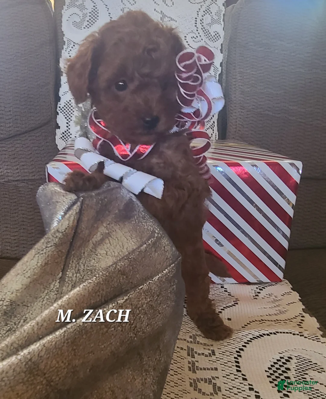 Miniature Poodle dogs for sale: Miniature Poodle Zach - Ad 4