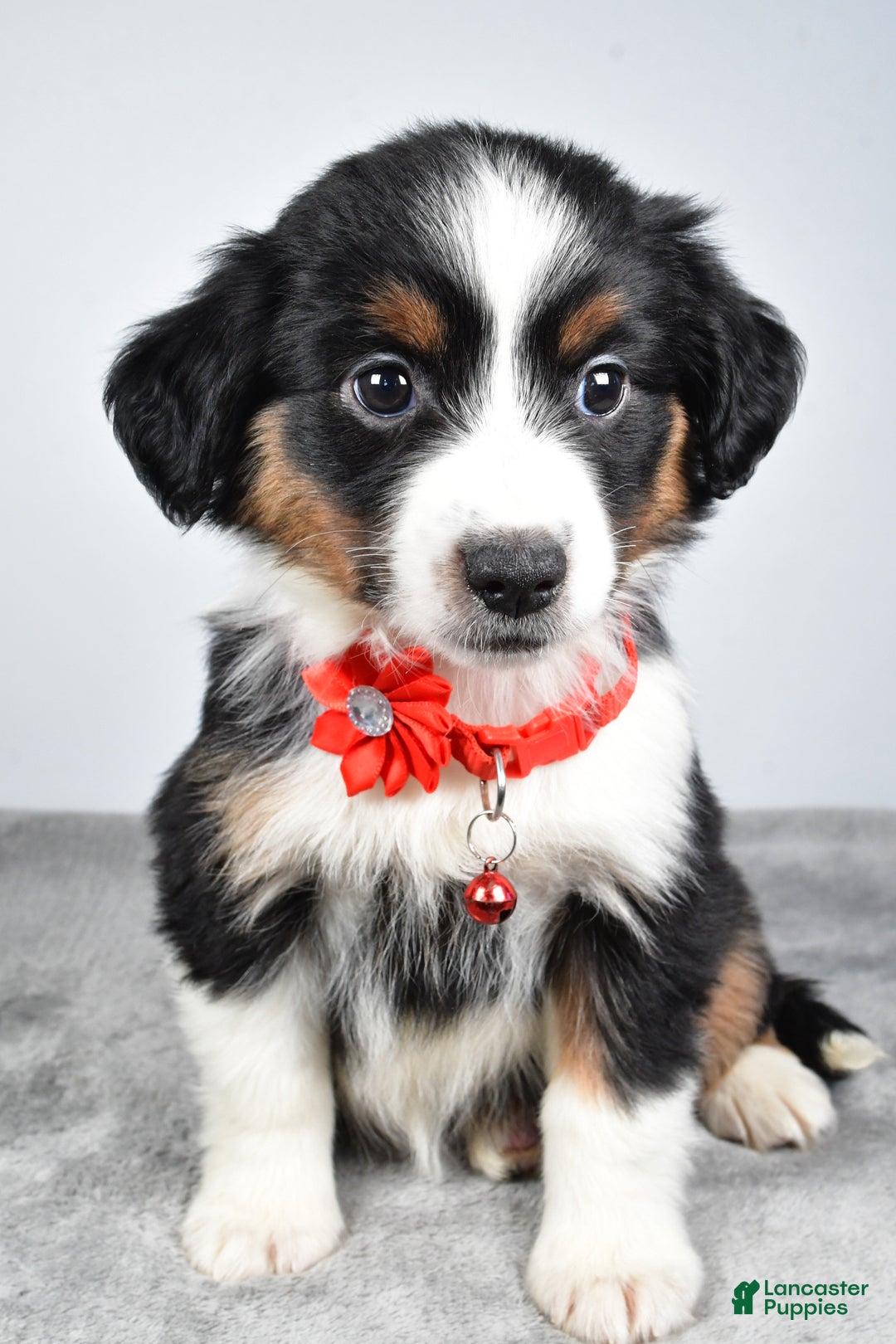 Miniature Australian Shepherd dogs for sale: Oakley - Ad 1