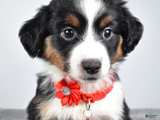 Miniature Australian Shepherd dogs Oakley - Ad 39