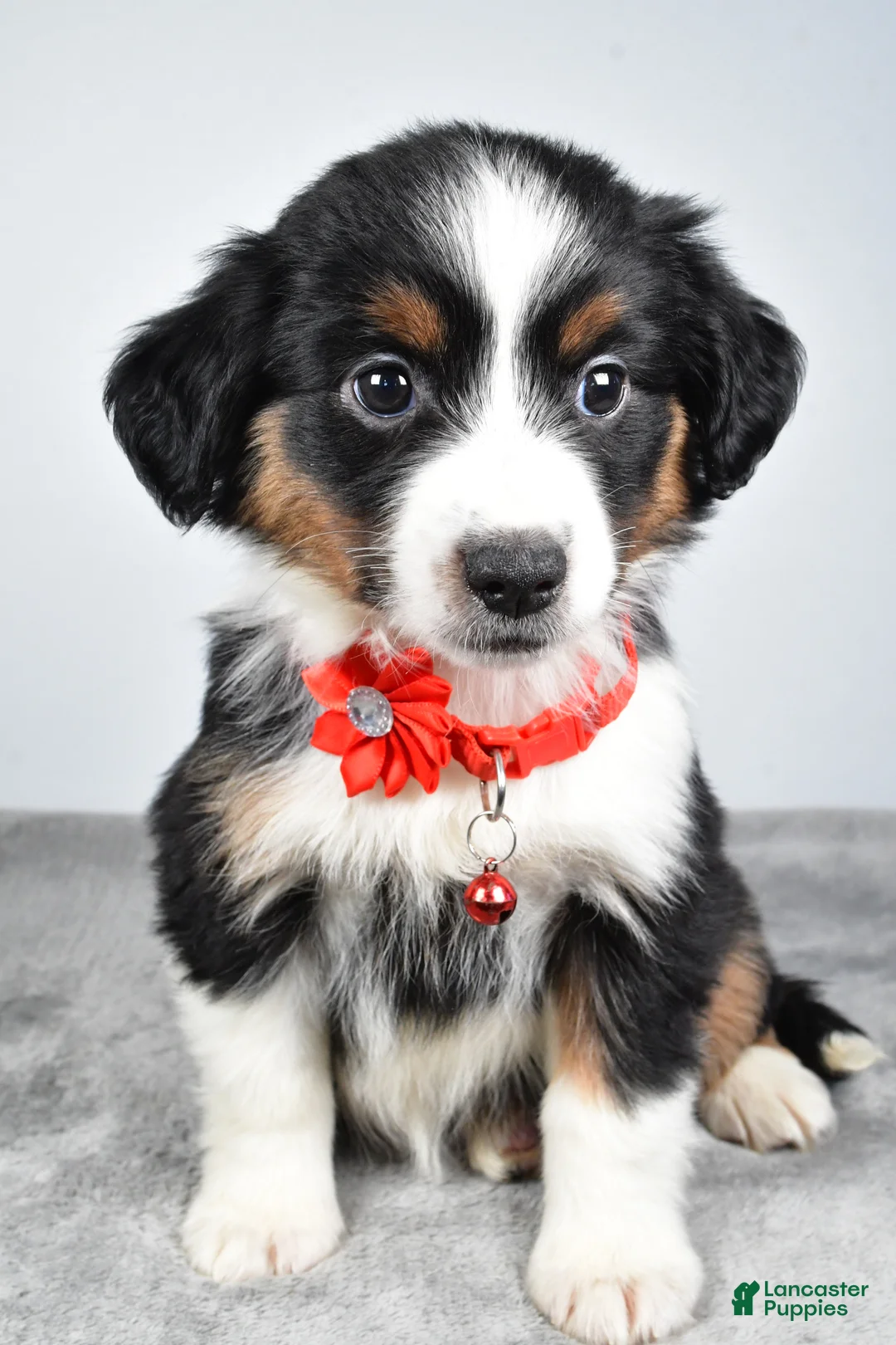 Miniature Australian Shepherd dogs for sale: Oakley - Ad 1
