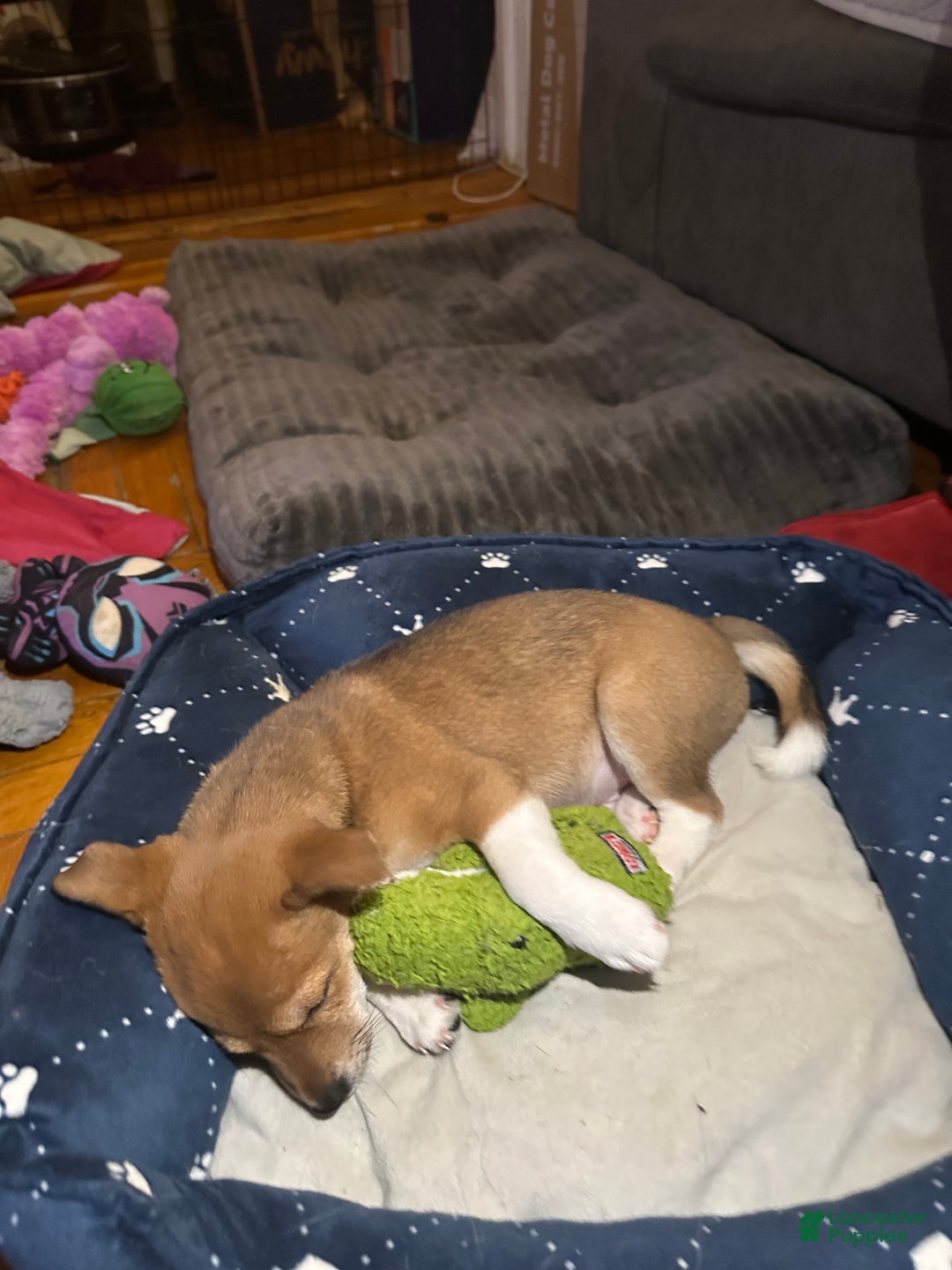 Mixed Breed dogs for sale: Toffee - Ad 2