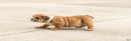 English Bulldog dogs for sale: Bailey  - Ad 3