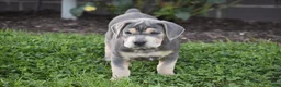 Beabull dogs for sale: Hank - Ad 13