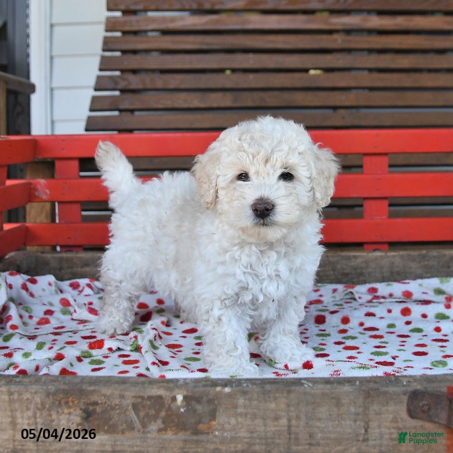 Miniature Poodle dogs for sale: Rover - Ad 3