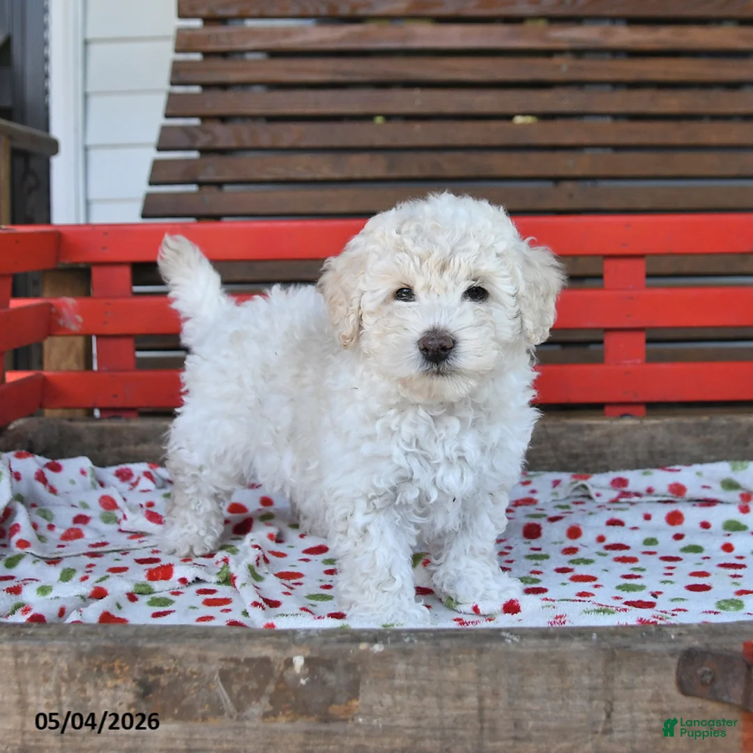 Miniature Poodle dogs for sale: Rover - Ad 1