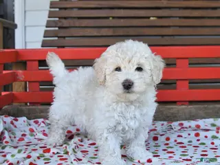 Miniature Poodle dogs for sale: Rover - Ad 3