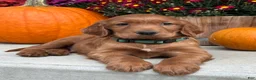 Irish Setter dogs for sale: Garrett - Ad 9
