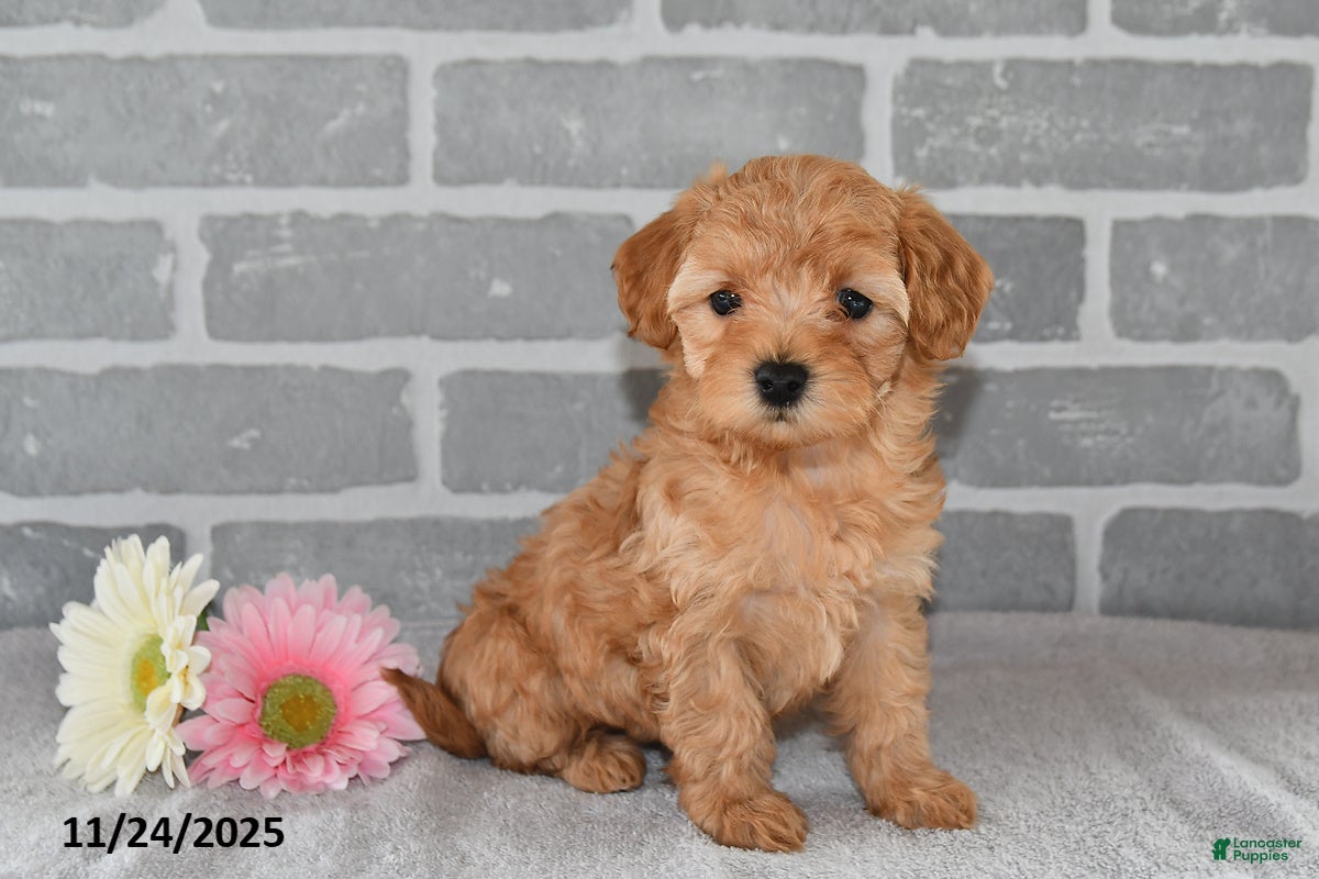 Maltipoo dogs Sandy - Ad 28