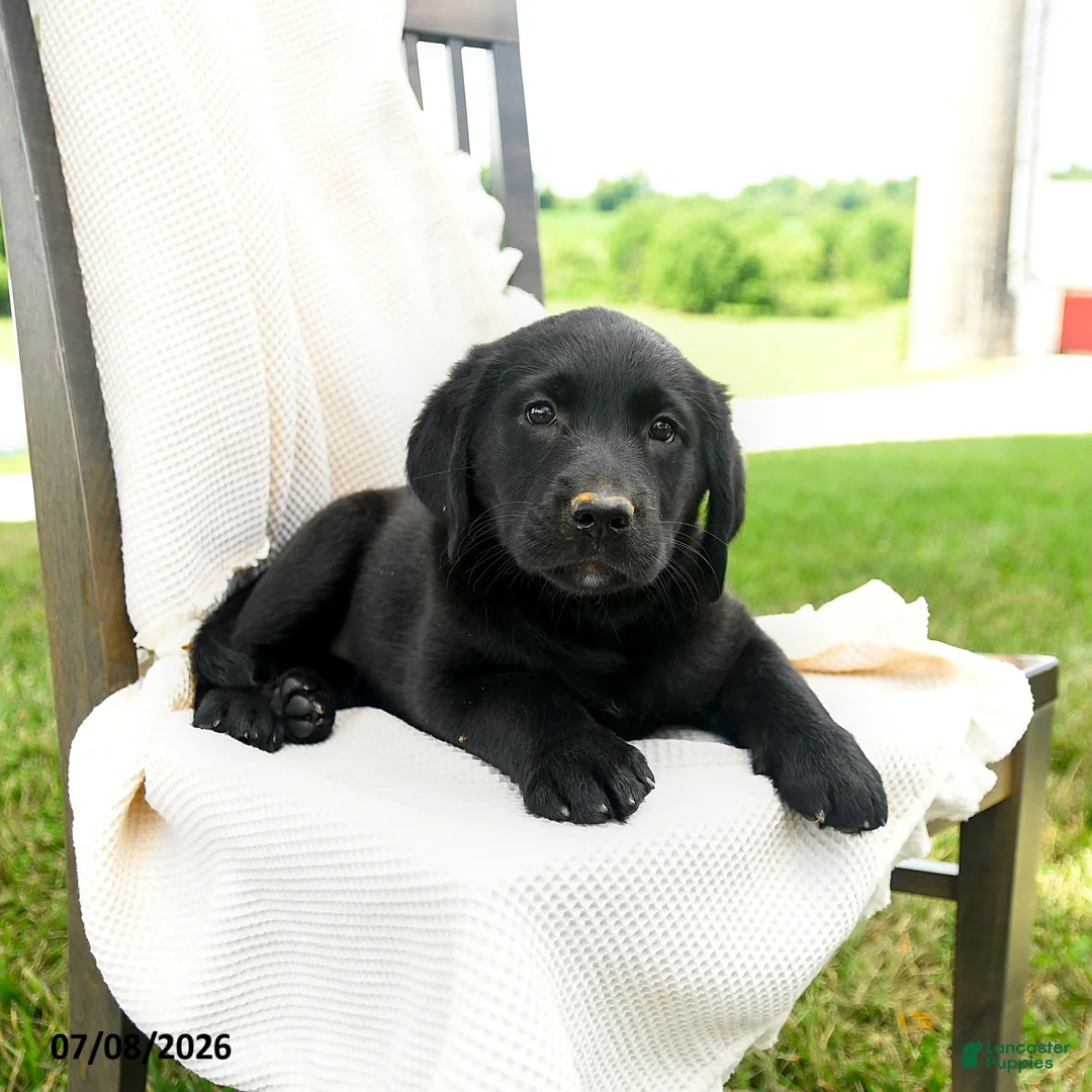 Labrador Retriever dogs for sale: Sherryl - Ad 3