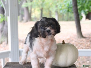Shih Tzu dogs - Ad 39