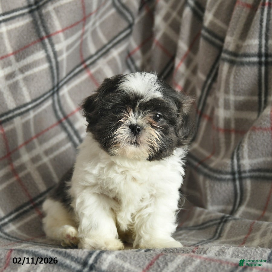 Shih Tzu dogs Wallace - Ad 2
