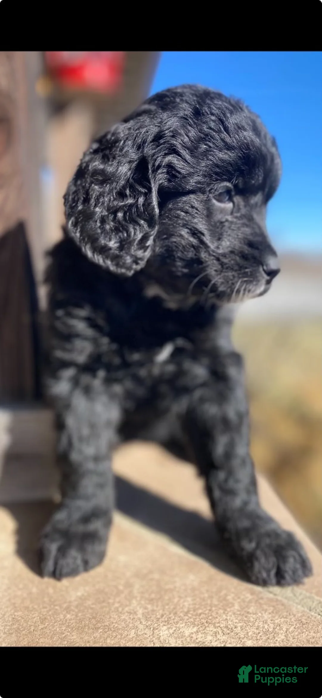 Mini Goldendoodle dogs for sale:  Rosie - Ad 2