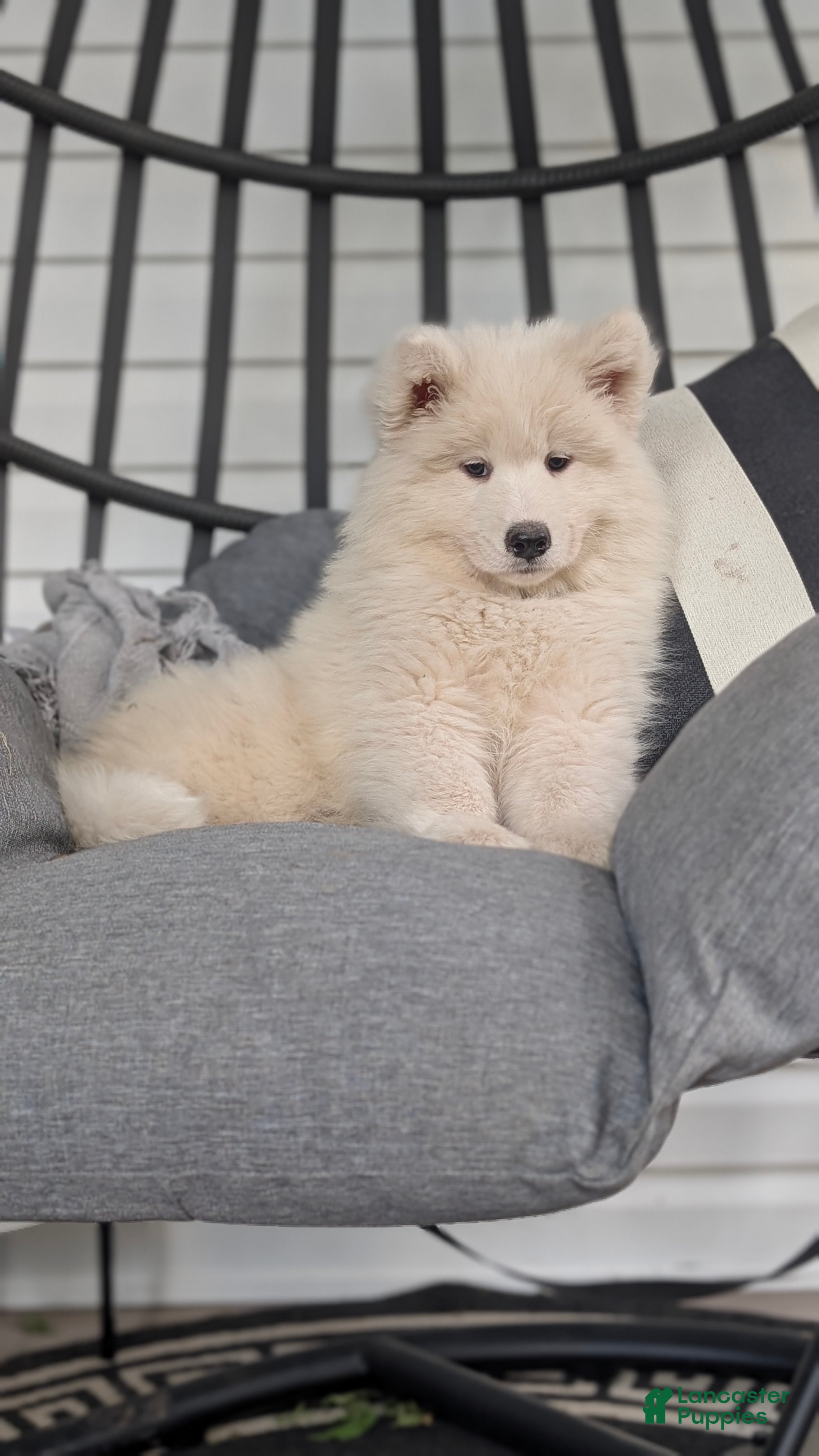 Samoyed dogs Elena - Ad 1